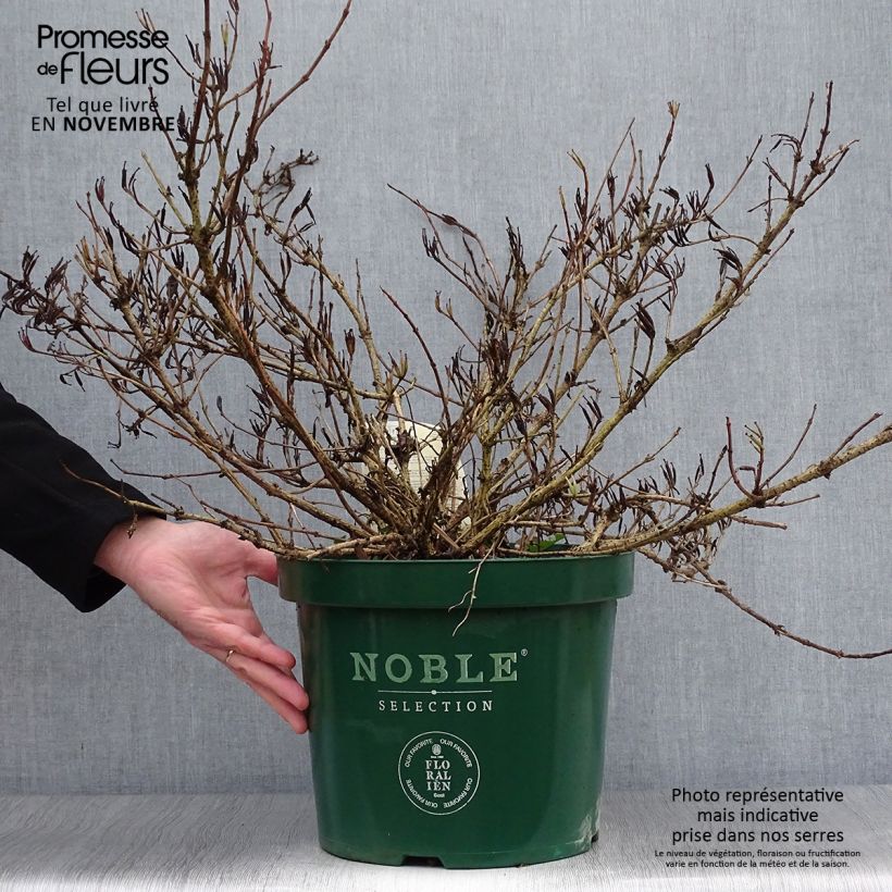 Ejemplar de Weigela All Summer Red - Veigela Maceta 7,5L/10L entregado en otoño