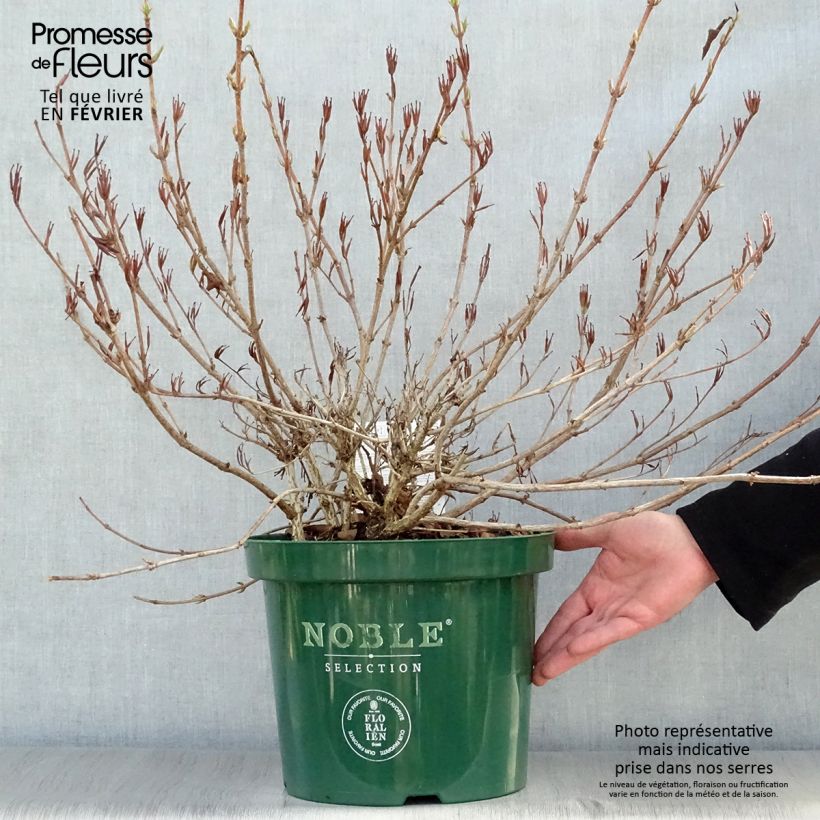 Weigela All Summer Red - Veigela Maceta 7,5L/10L Ejemplar entregado en invierno