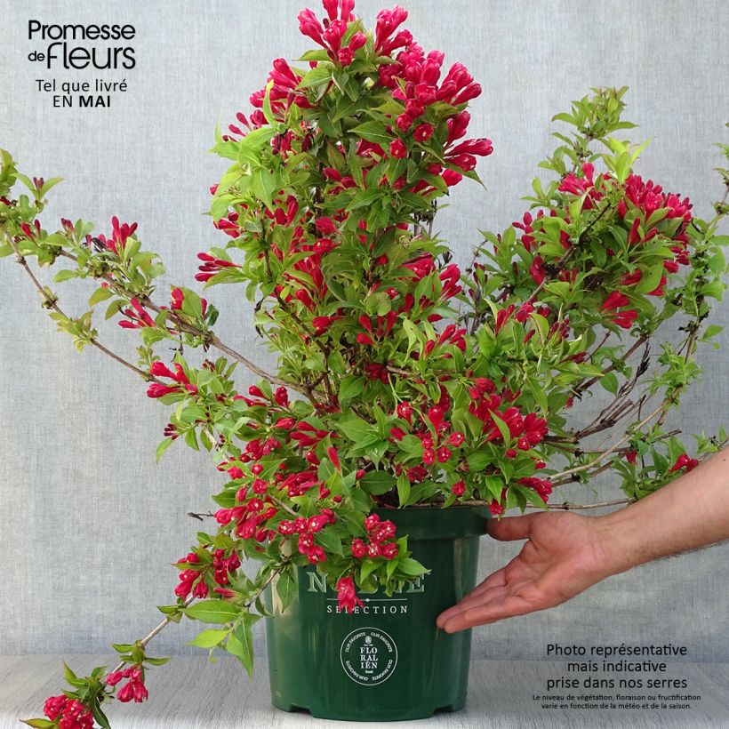 Weigela All Summer Red - Veigela Maceta 7,5L/10L Ejemplar entregado en la primavera
