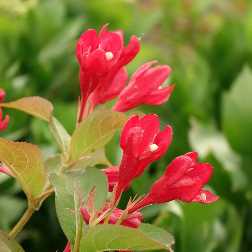 Weigela All Summer Red - Veigela (Floración)