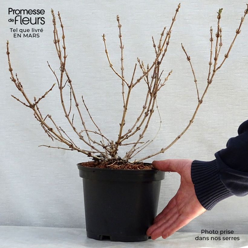 Weigela Black and White - Veigela Maceta 3L/4L Ejemplar entregado en la primavera