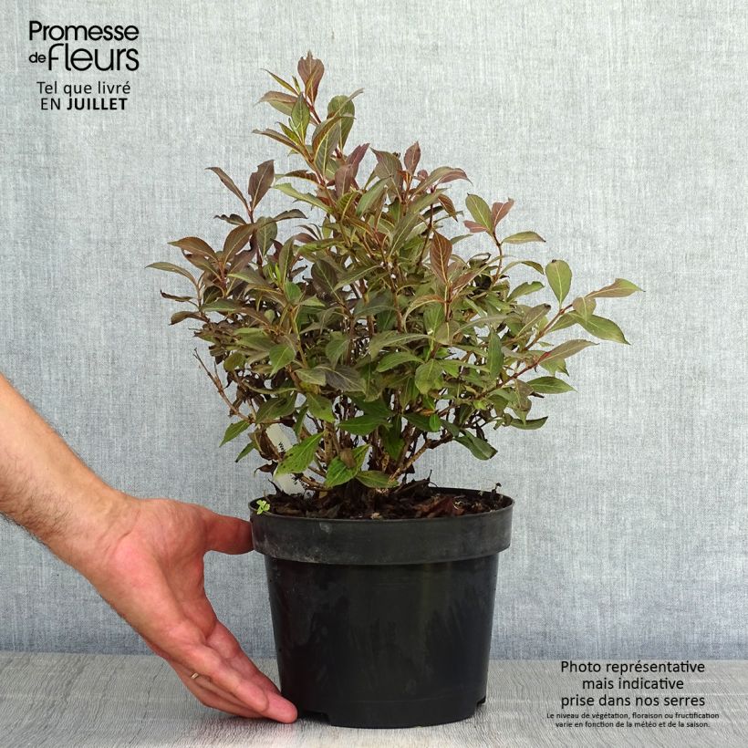 Ejemplar de Weigela Black and White - Veigela Maceta 3L/4L entregado en verano