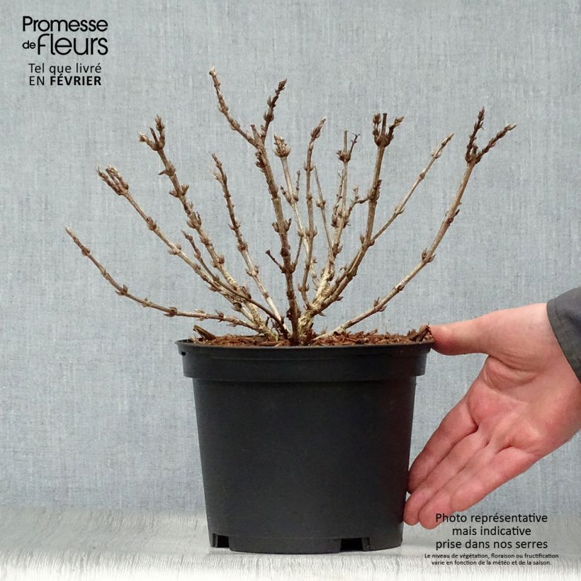 Weigela Black and White - Veigela Maceta 3L/4L Ejemplar entregado en invierno