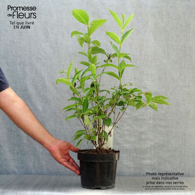 Ejemplar de Weigela Candida - Veigela Maceta 3L/4L entregado en verano