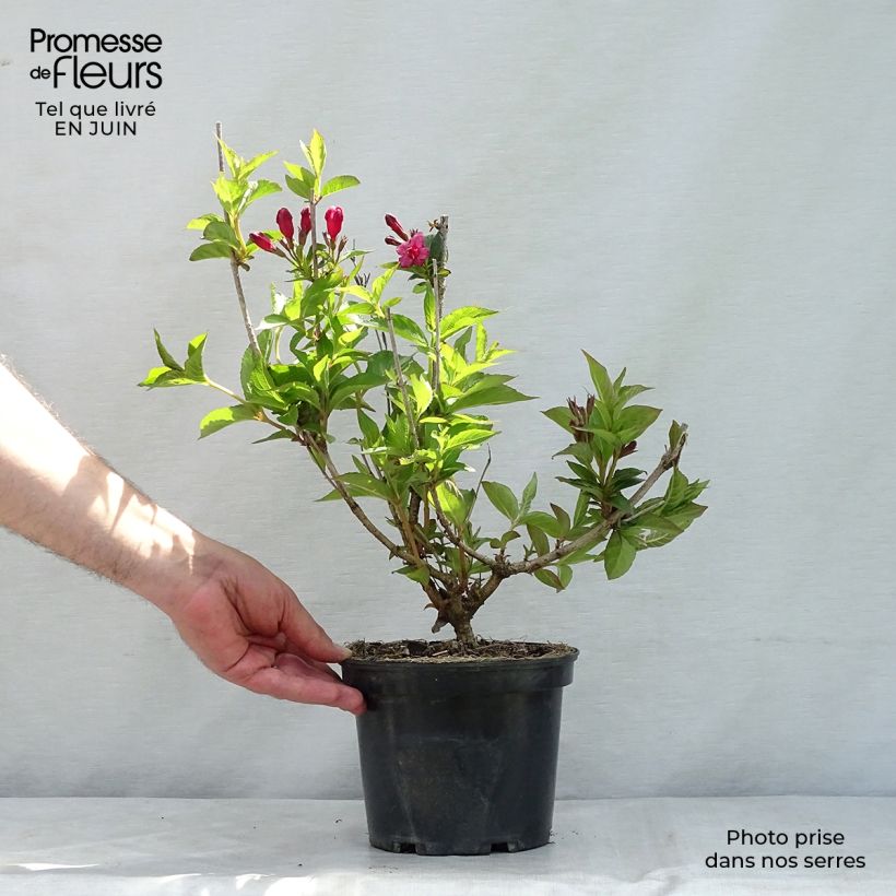 Ejemplar de Weigela Bristol Ruby - Veigela Maceta 2L/3L entregado en verano