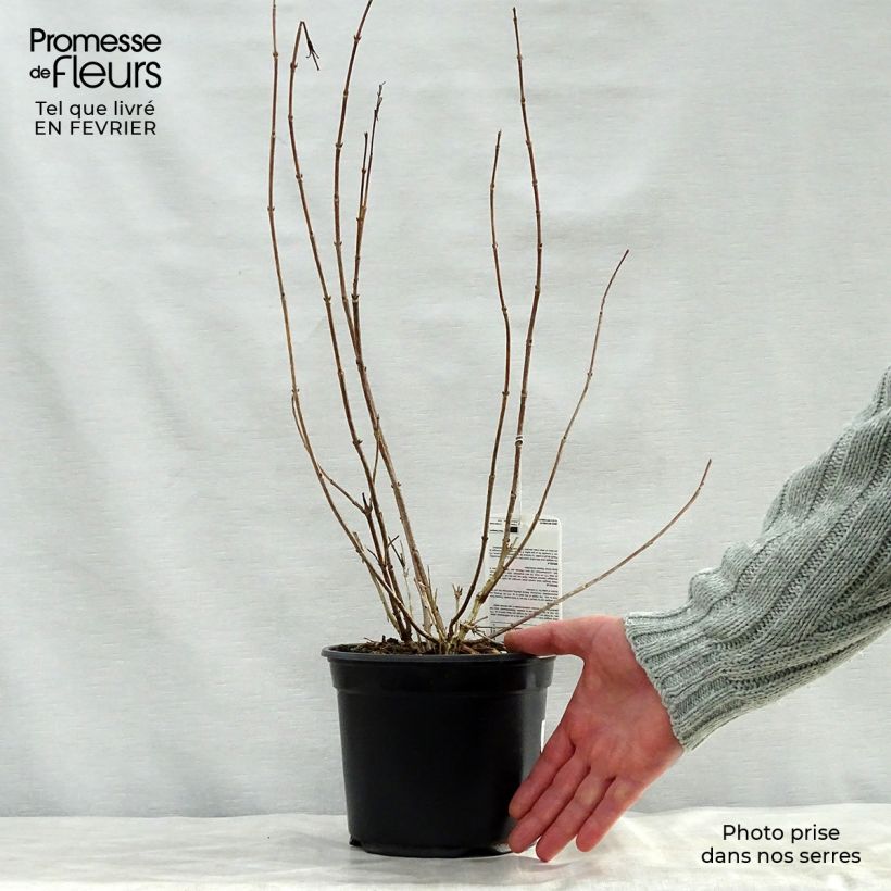 Weigela Bristol Ruby - Veigela Maceta 2L/3L Ejemplar entregado en invierno