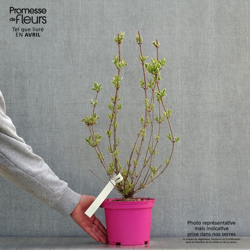 Weigela Kosteriana Variegata - Veigela Maceta 2L/3L Ejemplar entregado en la primavera