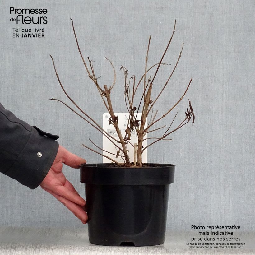 Weigela florida Milk and Honey Maceta 2L/3L Ejemplar entregado en invierno