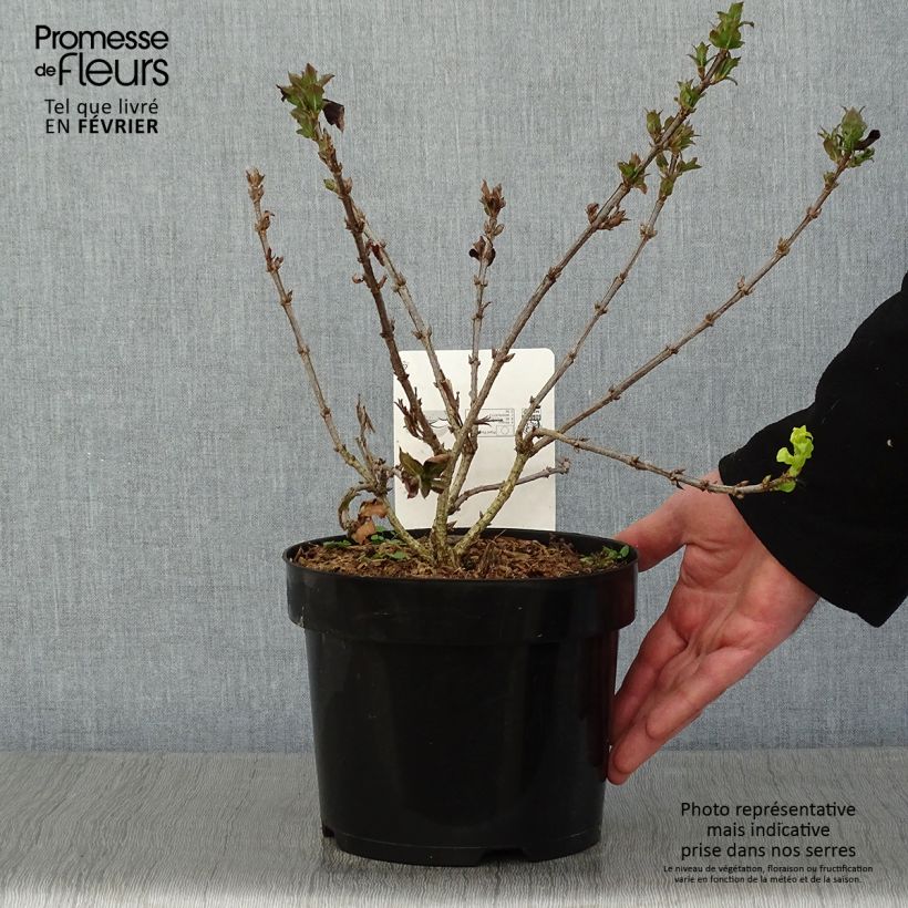 Weigela Minuet - Veigela Maceta 2L/3L Ejemplar entregado en invierno