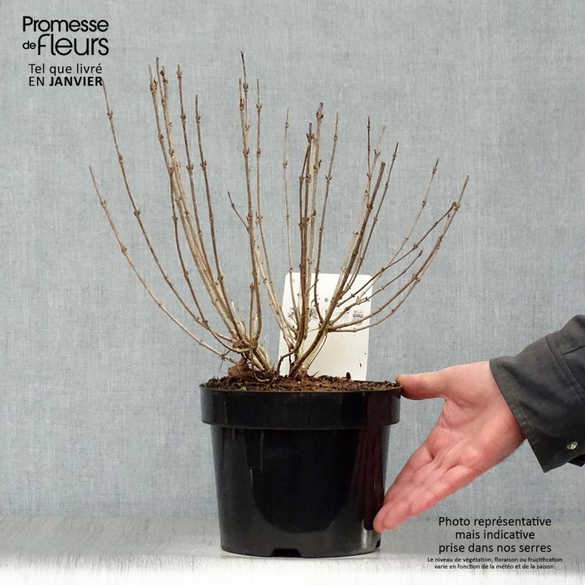 Weigela Nain rouge - Veigela Maceta 3L/4L Ejemplar entregado en invierno