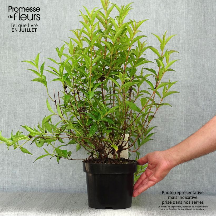 Ejemplar de Weigela Nain rouge - Veigela Maceta 3L/4L entregado en verano