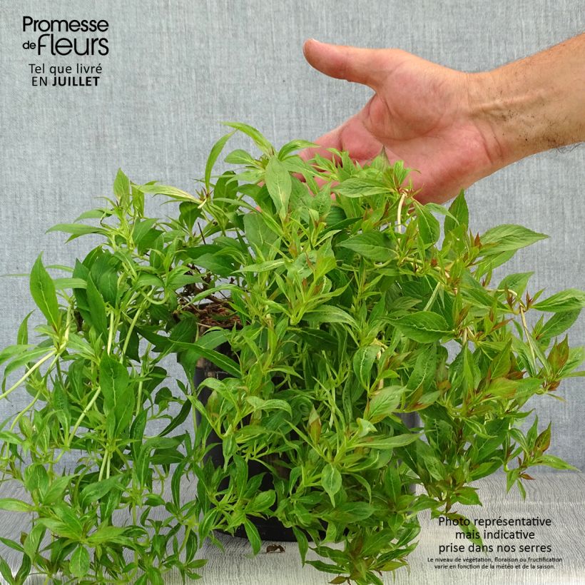 Ejemplar de Weigela Picobella Bianco - Veigela Maceta 3L/4L entregado en verano