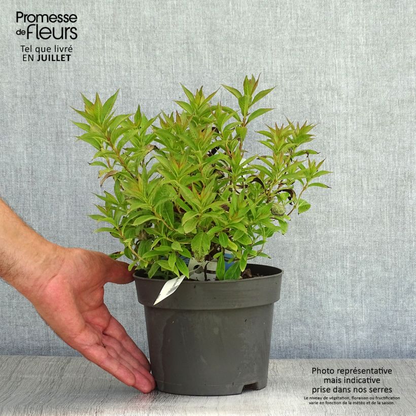 Ejemplar de Weigela Picobella Rosso - Veigela Maceta 2L/3L entregado en verano