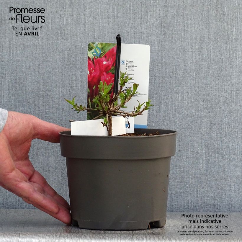 Weigela Picobella Rosso - Veigela Maceta 2L/3L Ejemplar entregado en la primavera