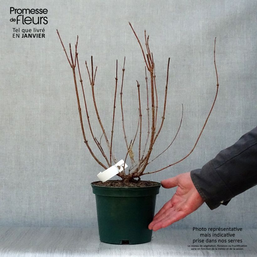 Weigela Stelzneri - Veigela Maceta 2L/3L Ejemplar entregado en invierno