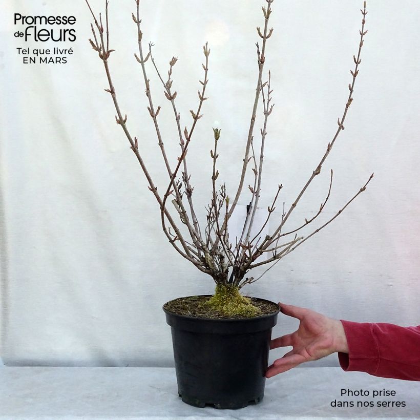 Weigela Stelzneri - Veigela Maceta 7,5L/10L Ejemplar entregado en invierno