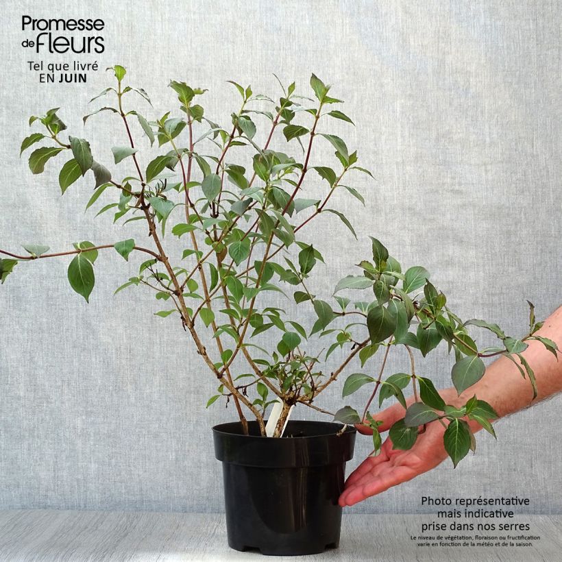Ejemplar de Weigela Wings of Fire - Veigela Maceta 3L/4L entregado en verano