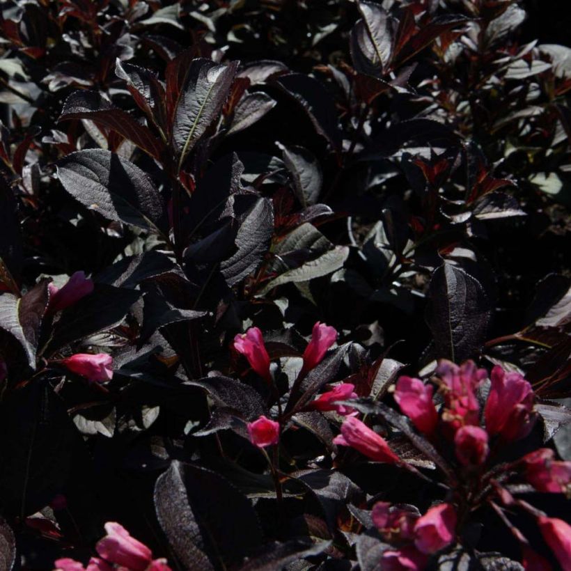 Weigela Alexandra - Veigela (Follaje)