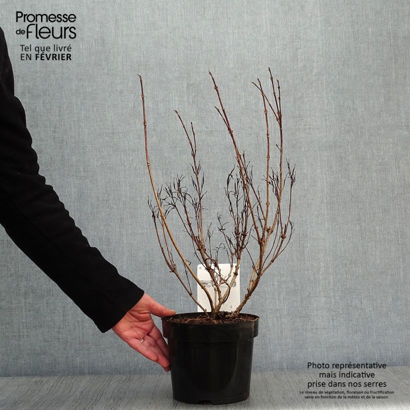 Weigela Alexandra - Veigela Maceta 2L/3L Ejemplar entregado en invierno