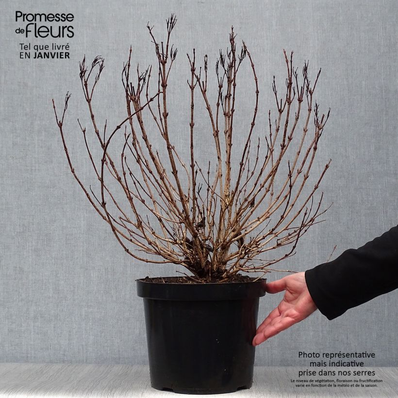 Weigela Alexandra - Veigela Maceta 4L/5L Ejemplar entregado en invierno