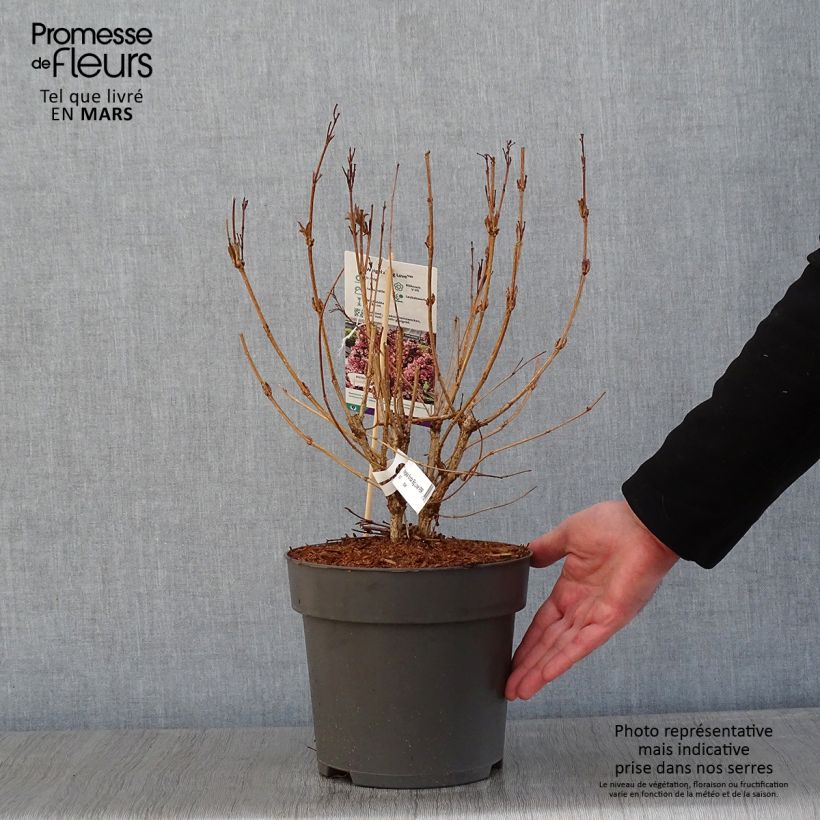 Weigela florida Big Love Maceta 3L/4L Ejemplar entregado en invierno