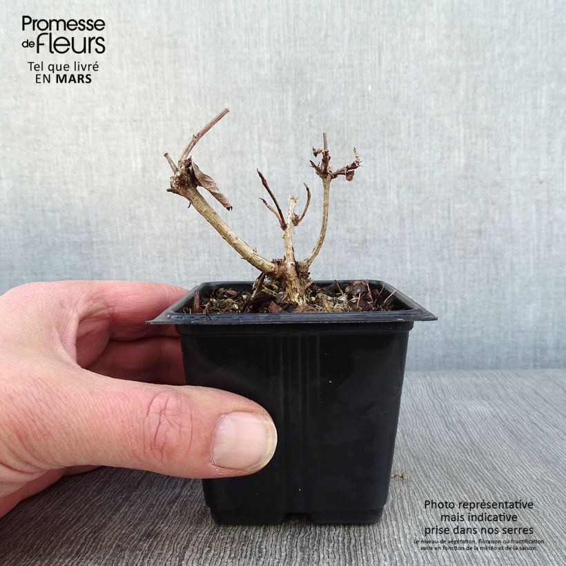 Weigela Bristol Ruby - Veigela Maceta de 8/9 cm Ejemplar entregado en invierno