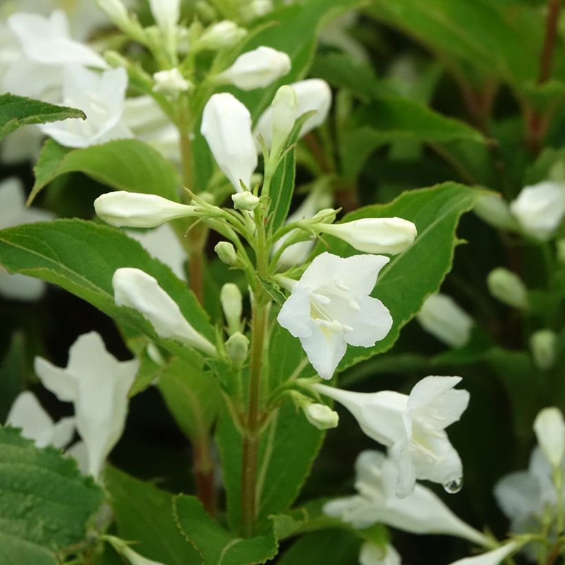 Weigela Candida - Veigela (Floración)