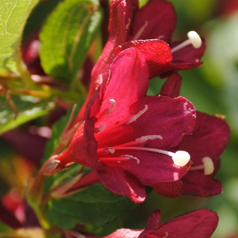 Weigela Cherry Lace - Veigela (Floración)