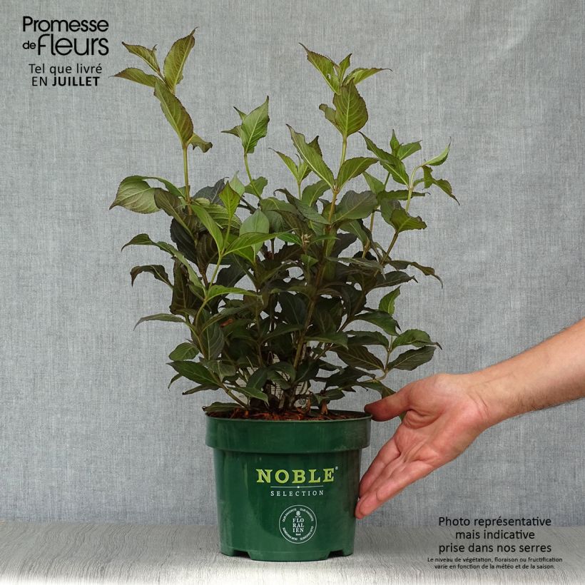 Ejemplar de Weigela Ebony and Ivory - Veigela Maceta 3L/4L entregado en verano