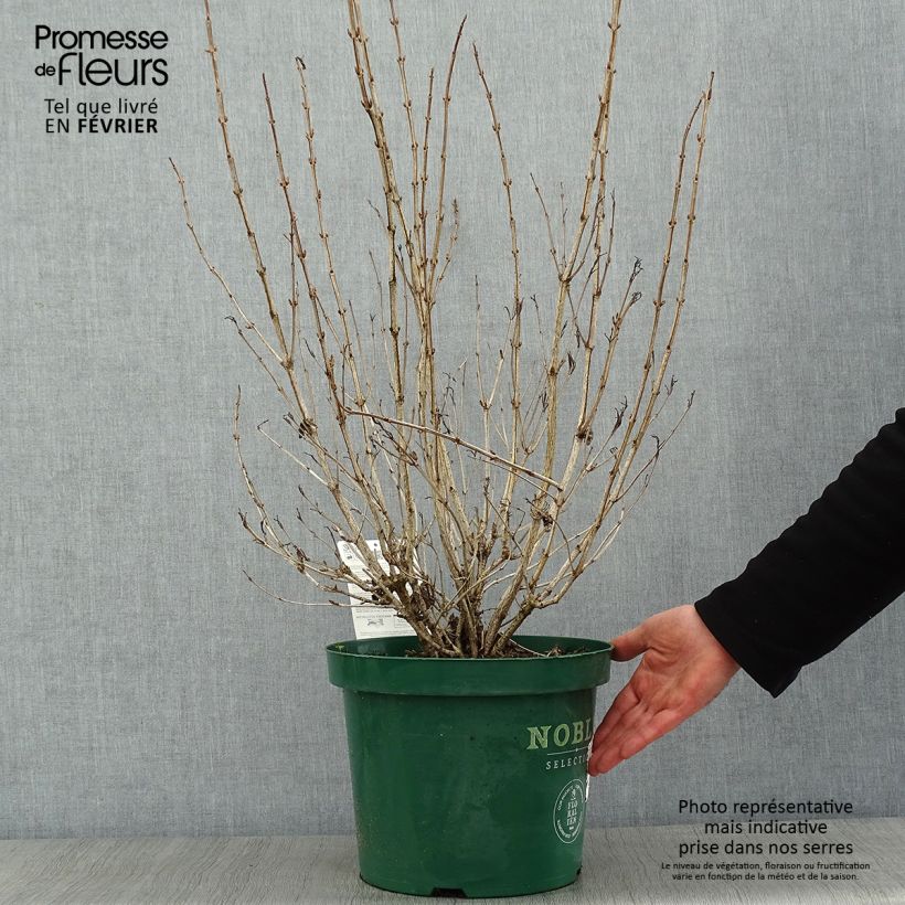 Weigela Ebony and Ivory - Veigela Maceta 7,5L/10L Ejemplar entregado en invierno