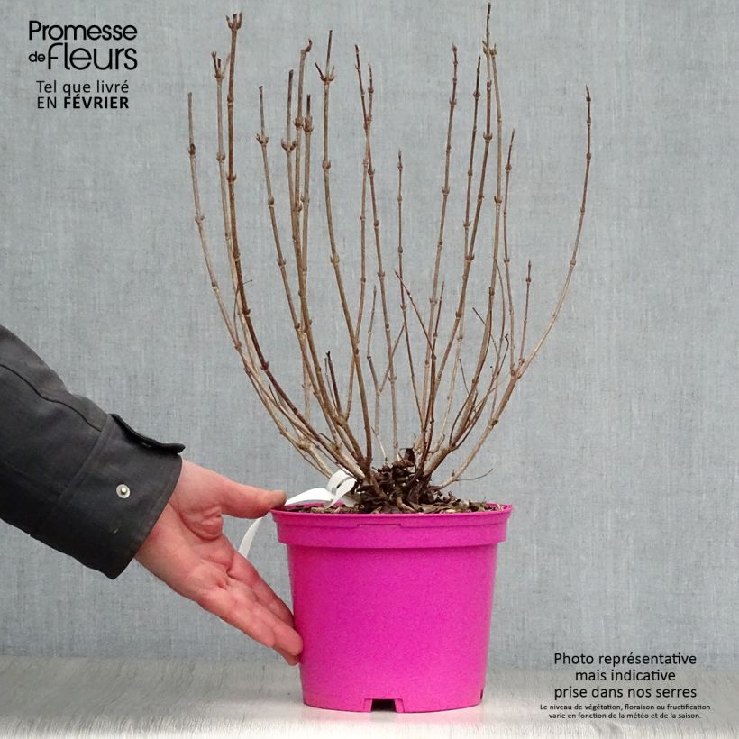 Weigela florida Foliis Purpureis Maceta 2L/3L Ejemplar entregado en invierno