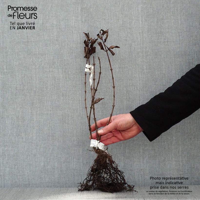 Weigela florida Foliis Purpureis Raíces desnudas Ejemplar entregado en invierno