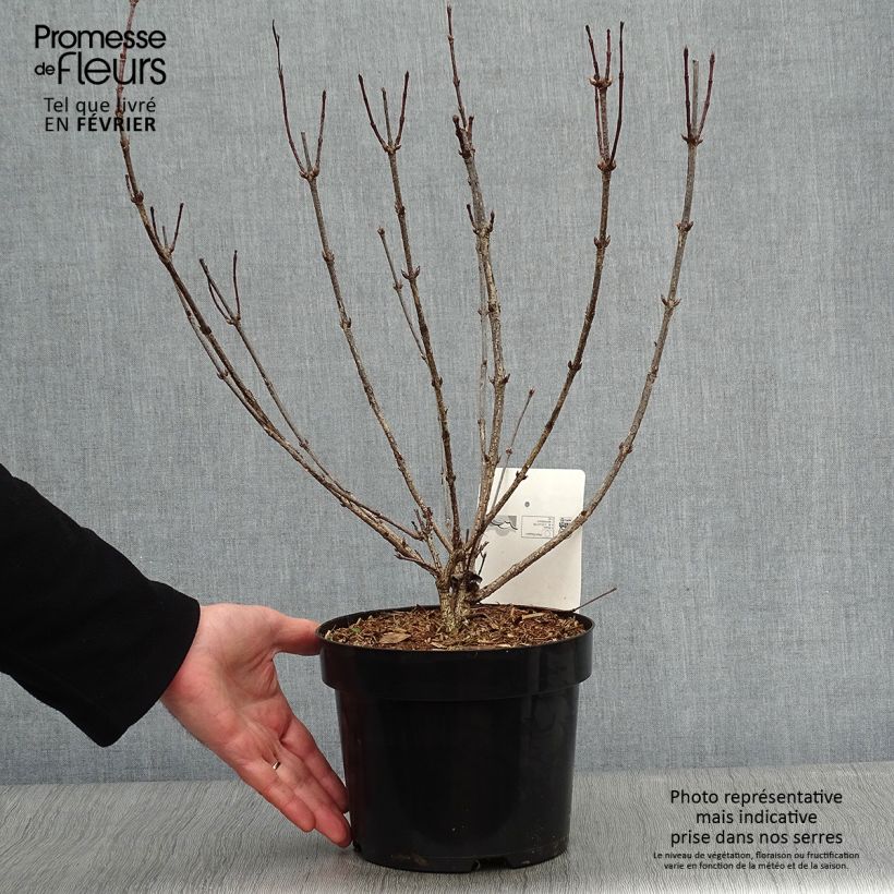 Weigela florida Korea Maceta 2L/3L Ejemplar entregado en invierno