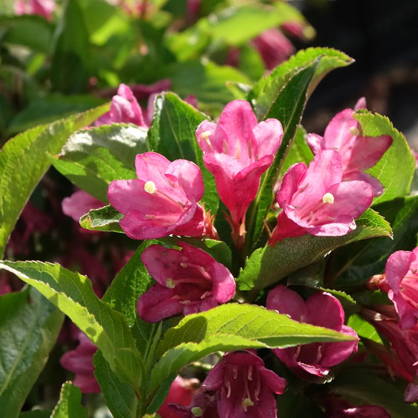 Weigela florida Korea (Floración)