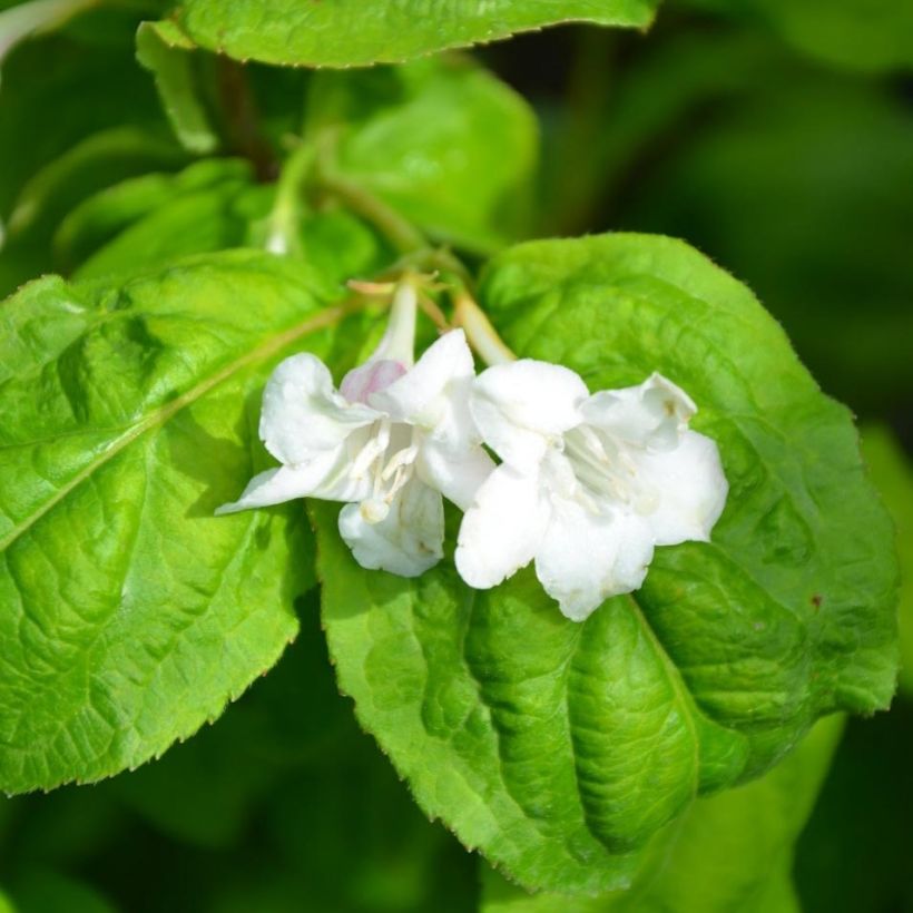 Weigela Lime Monster - Veigela (Floración)