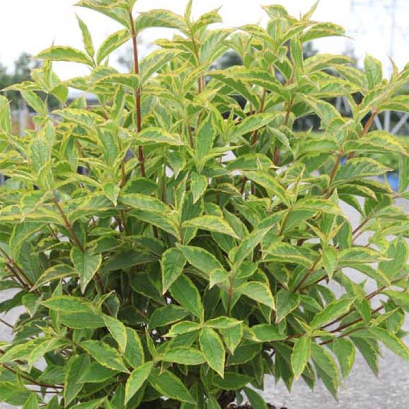 Weigela florida Brigela (Follaje)