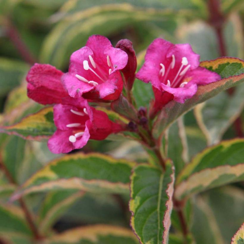 Weigela florida Brigela (Floración)