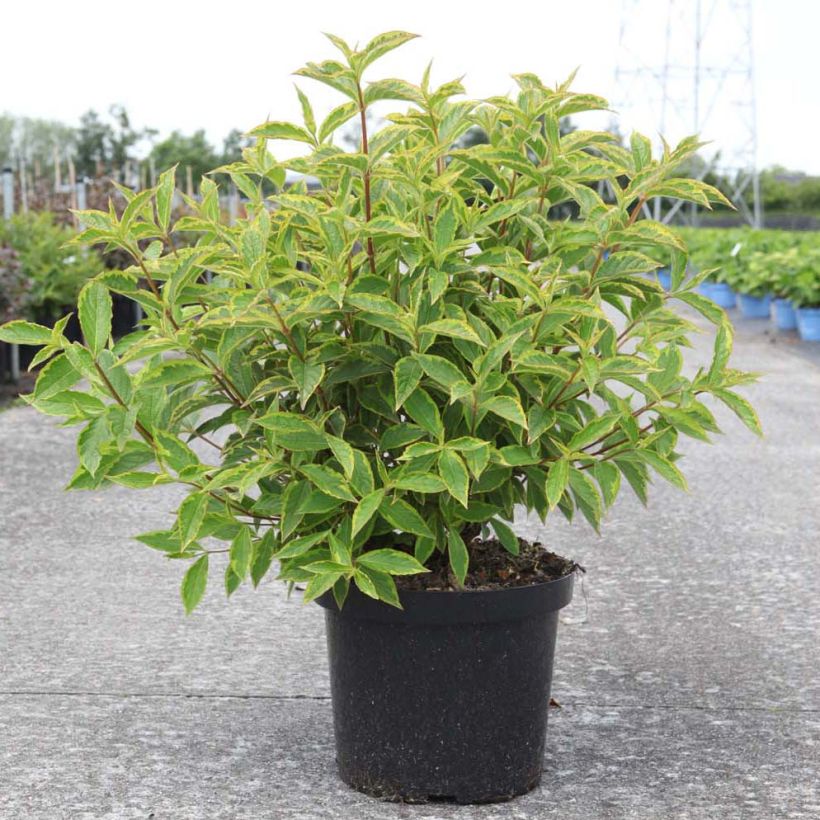 Weigela florida Brigela (Porte)