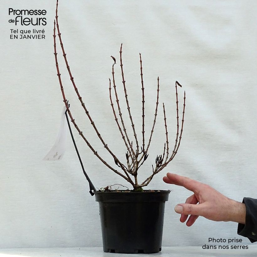 Weigela florida Magical Rainbow Maceta 3L/4L Ejemplar entregado en invierno