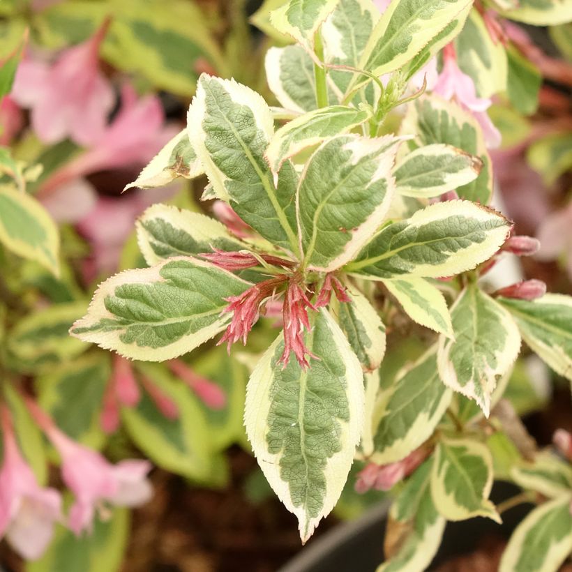 Weigela florida Magical Rainbow (Follaje)
