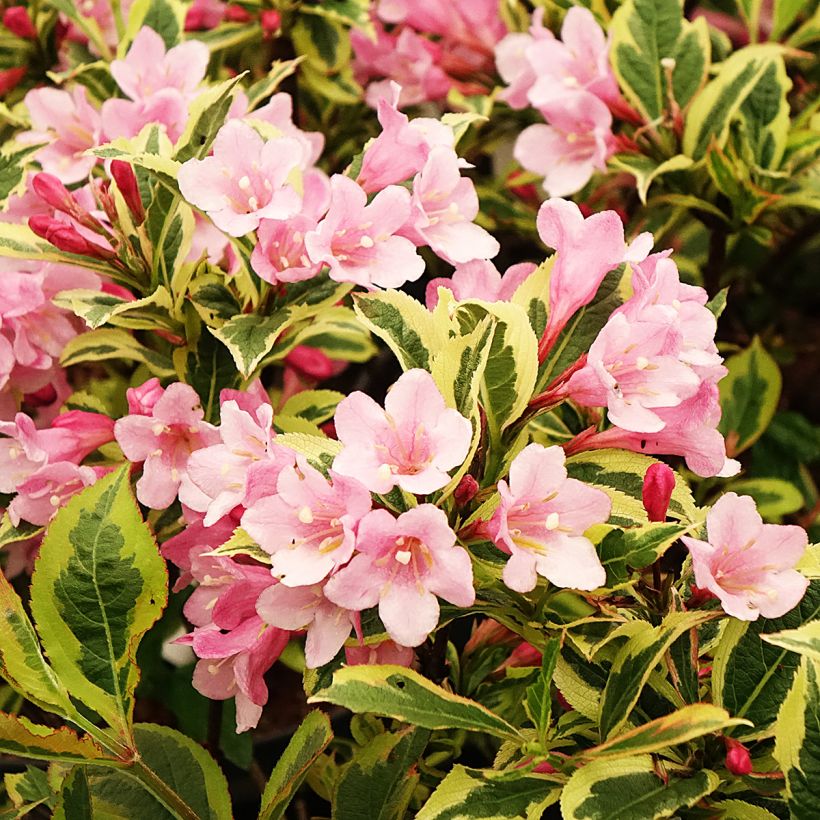 Weigela florida Magical Rainbow (Floración)