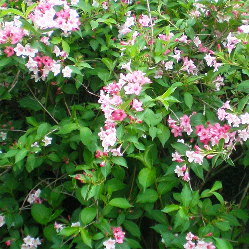 Weigela florida Marjorie (Floración)
