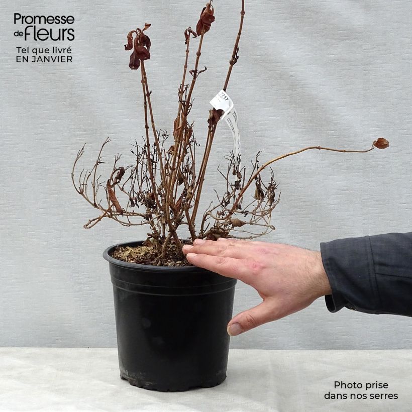 Weigela Minor Black - Veigela Maceta 2L/3L Ejemplar entregado en invierno