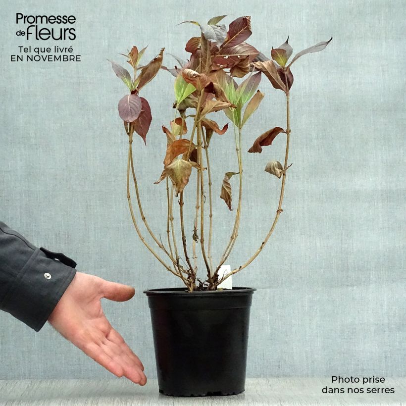 Ejemplar de Weigela Minor Black - Veigela Maceta 2L/3L entregado en otoño