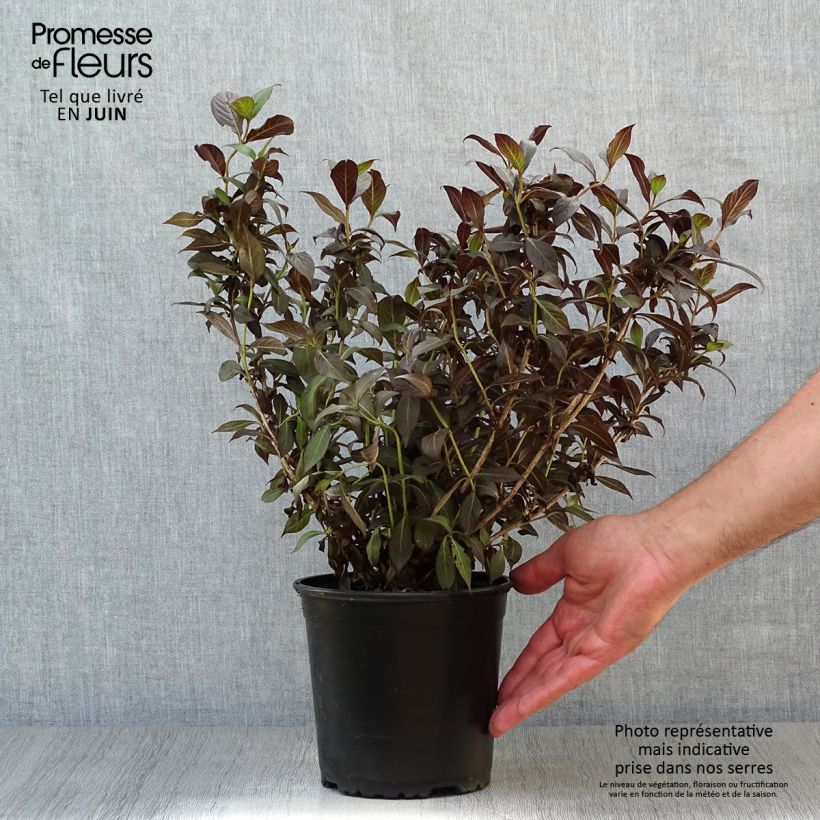 Ejemplar de Weigela Minor Black - Veigela Maceta 2L/3L entregado en verano