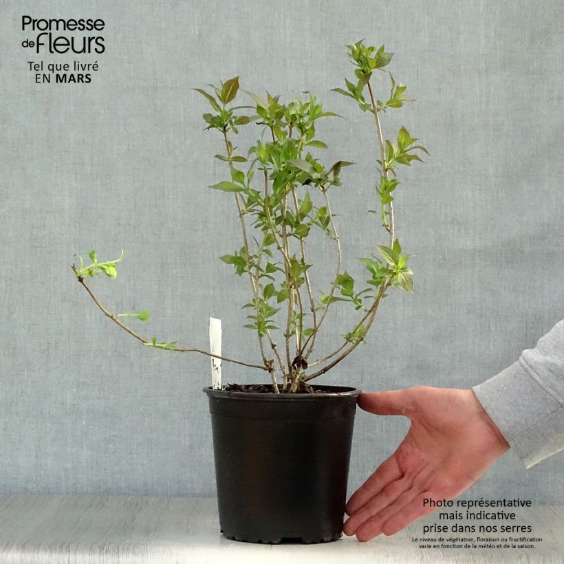 Weigela Minor Black - Veigela Maceta 2L/3L Ejemplar entregado en la primavera