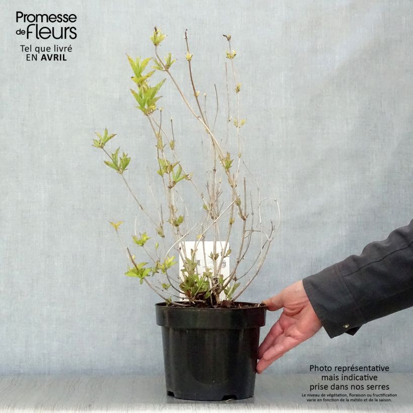 Weigela florida Brigela Maceta 2L/3L Ejemplar entregado en la primavera