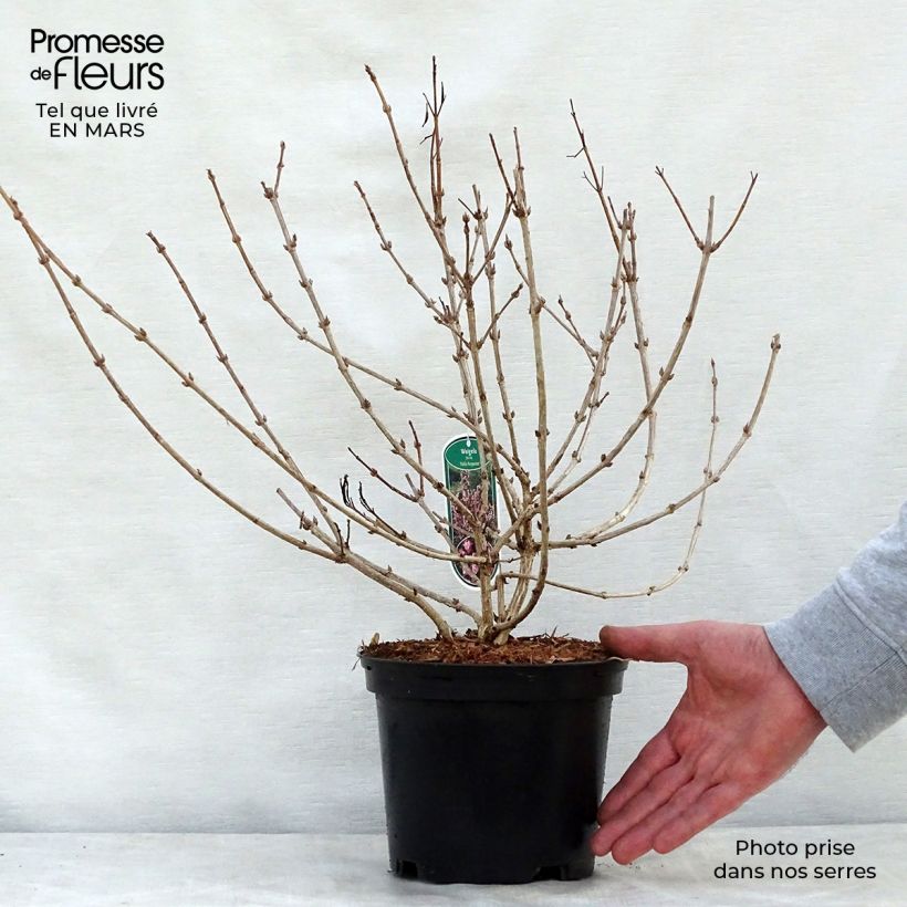 Weigela florida Nana Purpurea Maceta 3L/4L Ejemplar entregado en la primavera