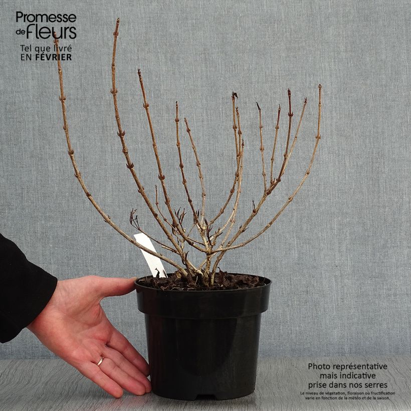 Weigela florida Nana Purpurea Maceta 3L/4L Ejemplar entregado en invierno