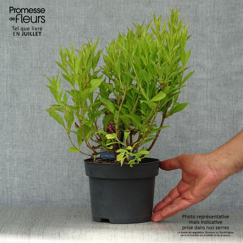 Ejemplar de Weigela Picobella Rosa - Veigela Maceta 2L/3L entregado en verano